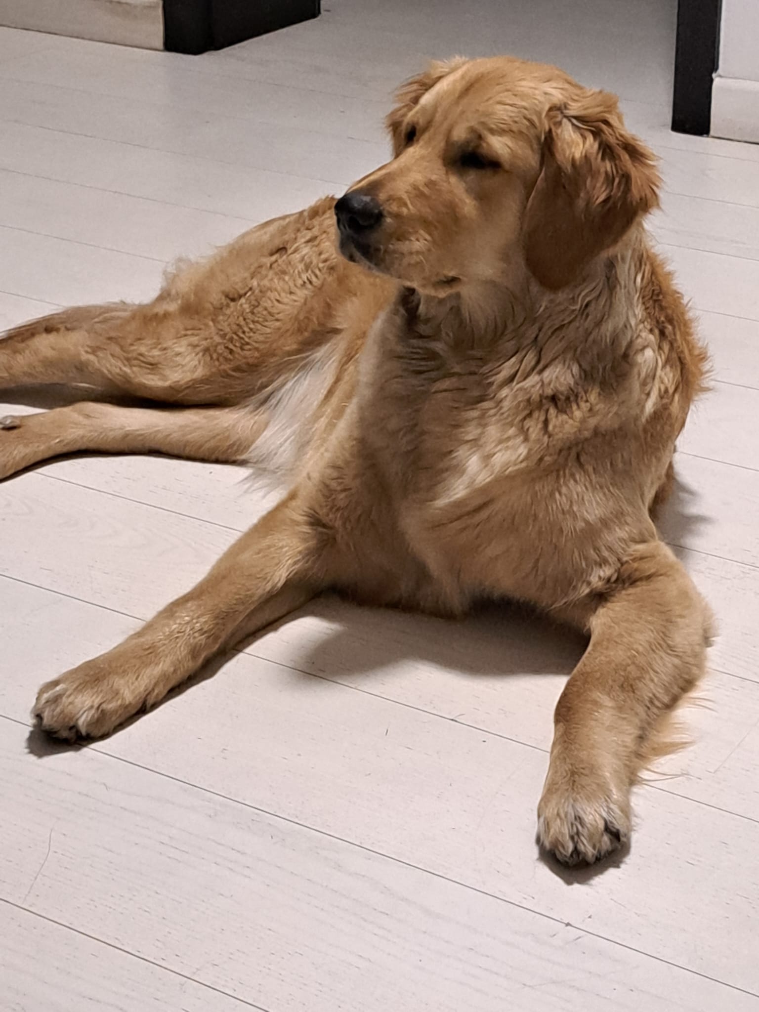 Dogoterapia w MAGNOLII